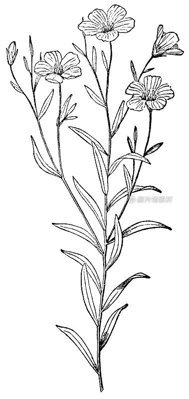 亚麻花成熟植物- 19世纪